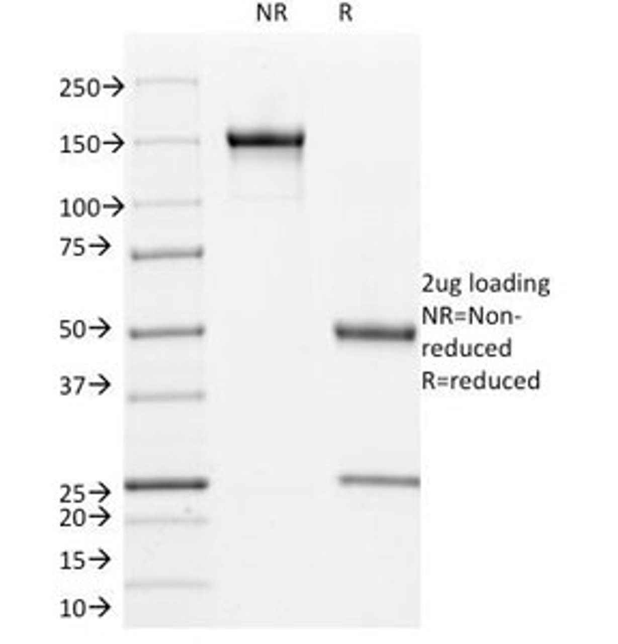 SDS-PAGE Analysis of Purified, BSA-Free L1CAM Antibody (clone UJ127) . Confirmation of Integrity and Purity of the Antibody.