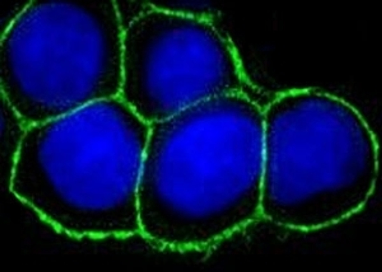 Immunofluorescent testing of FFPE HT29 cells with EpCAM antibody (clone 323/A3) . Green = EpCAM, red = F-actin and blue = DAPI (nuclear) .