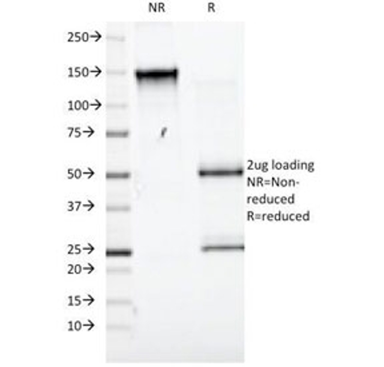 SDS-PAGE Analysis of Purified, BSA-Free CD98 Antibody (clone UM7F8) . Confirmation of Integrity and Purity of the Antibody.