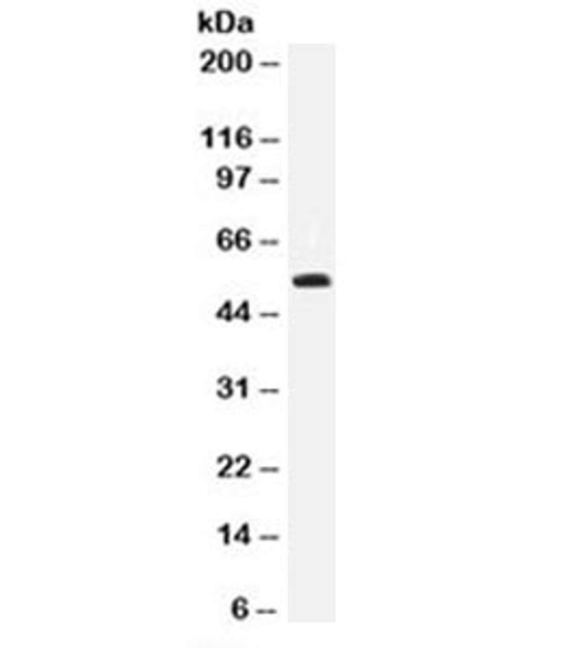 Western blot testing of 293 cell lysate with p53 antibody (clone DO-7) .