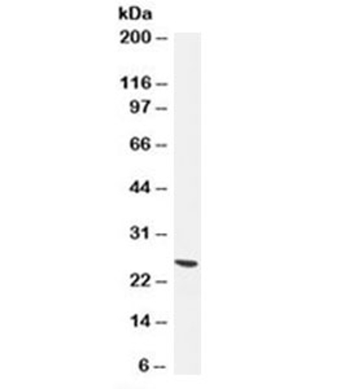 Western blot testing of human brain lysate with UchL1 antibody (clone 13C4) . Predicted molecular weight ~25kDa.