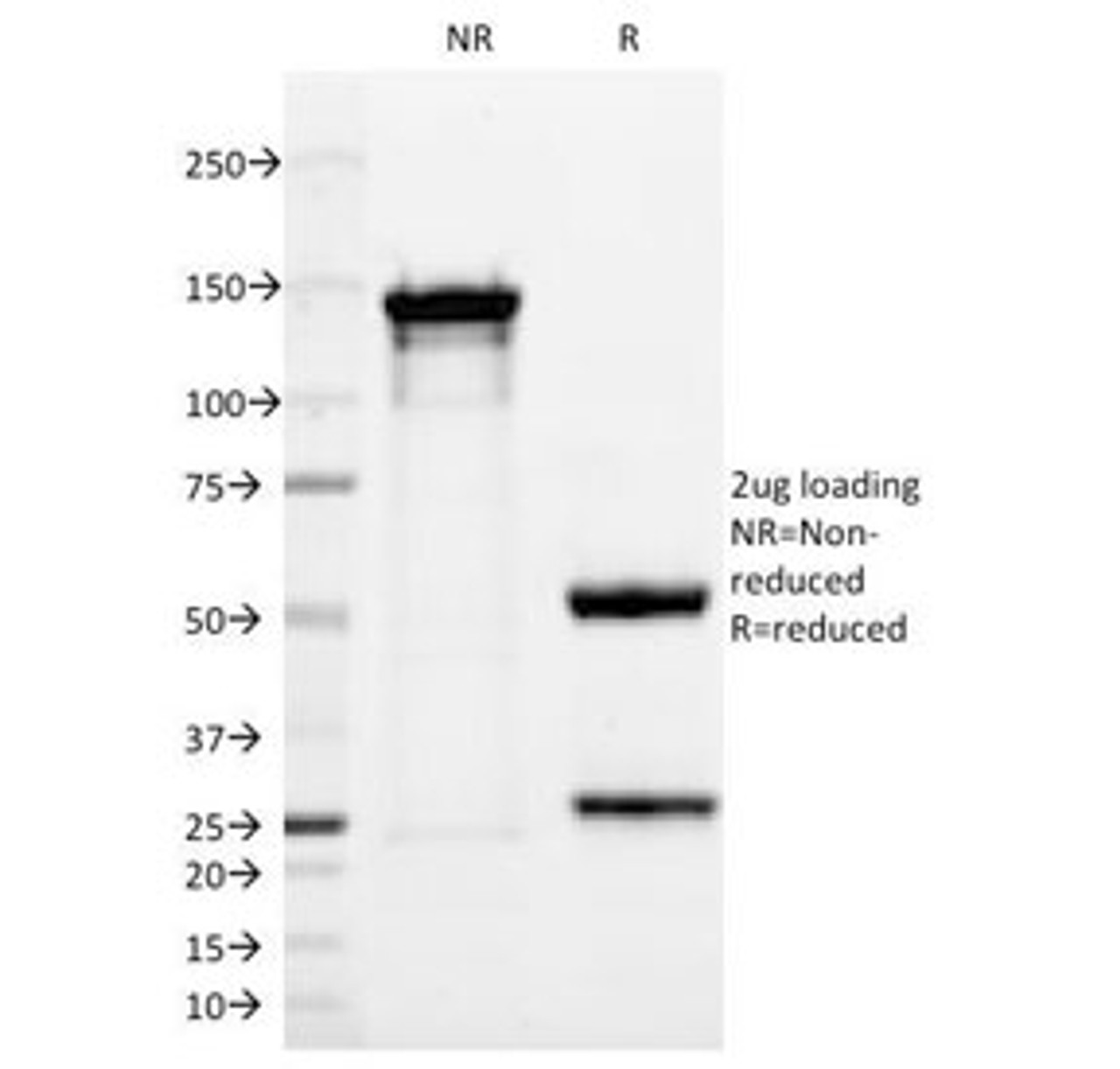 SDS-PAGE Analysis of Purified, BSA-Free UchL1 Antibody (clone 13C4) . Confirmation of Integrity and Purity of the Antibody.