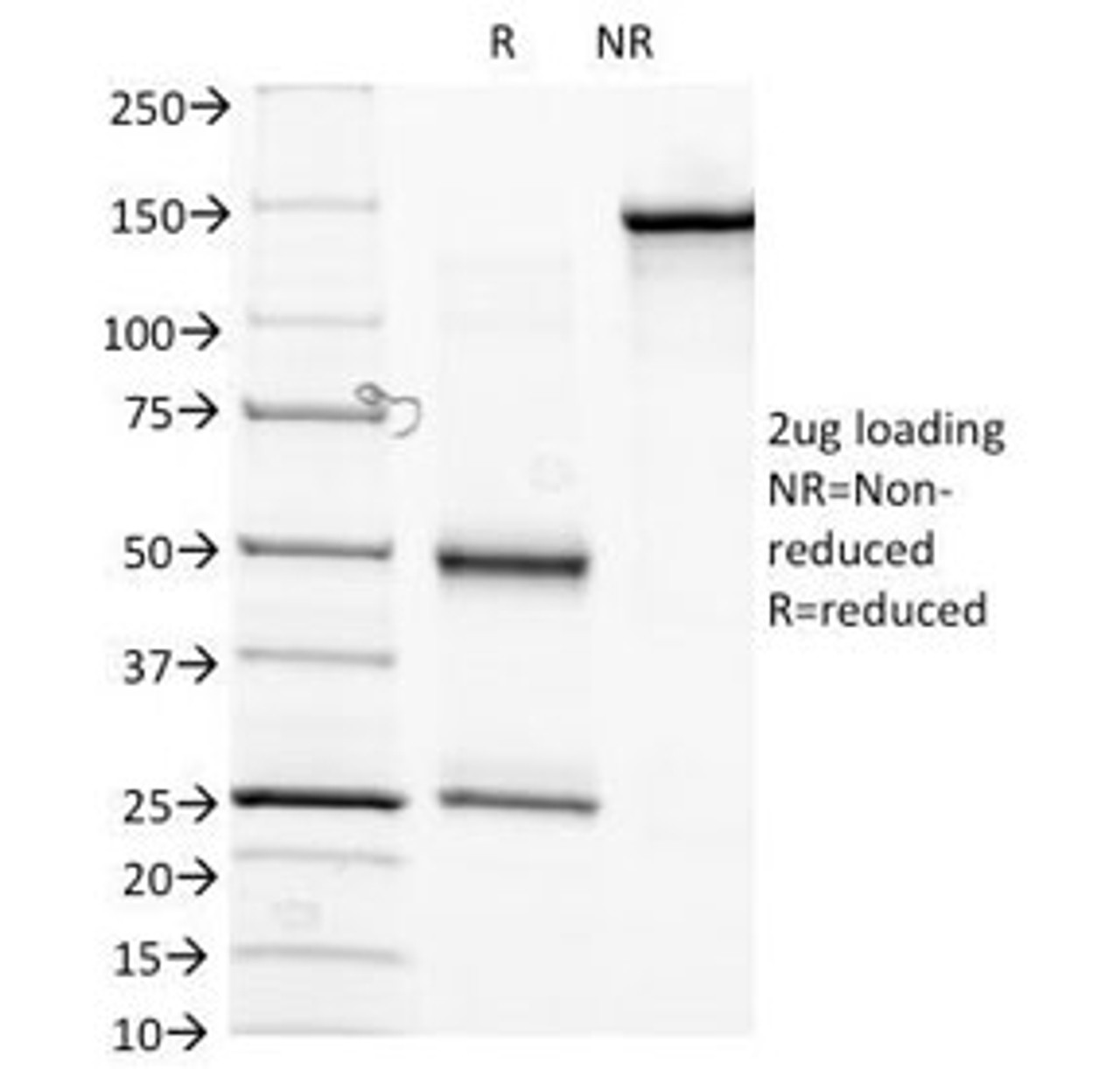 SDS-PAGE Analysis of Purified, BSA-Free Biotin Antibody (clone Hyb-8) . Confirmation of Integrity and Purity of the Antibody.