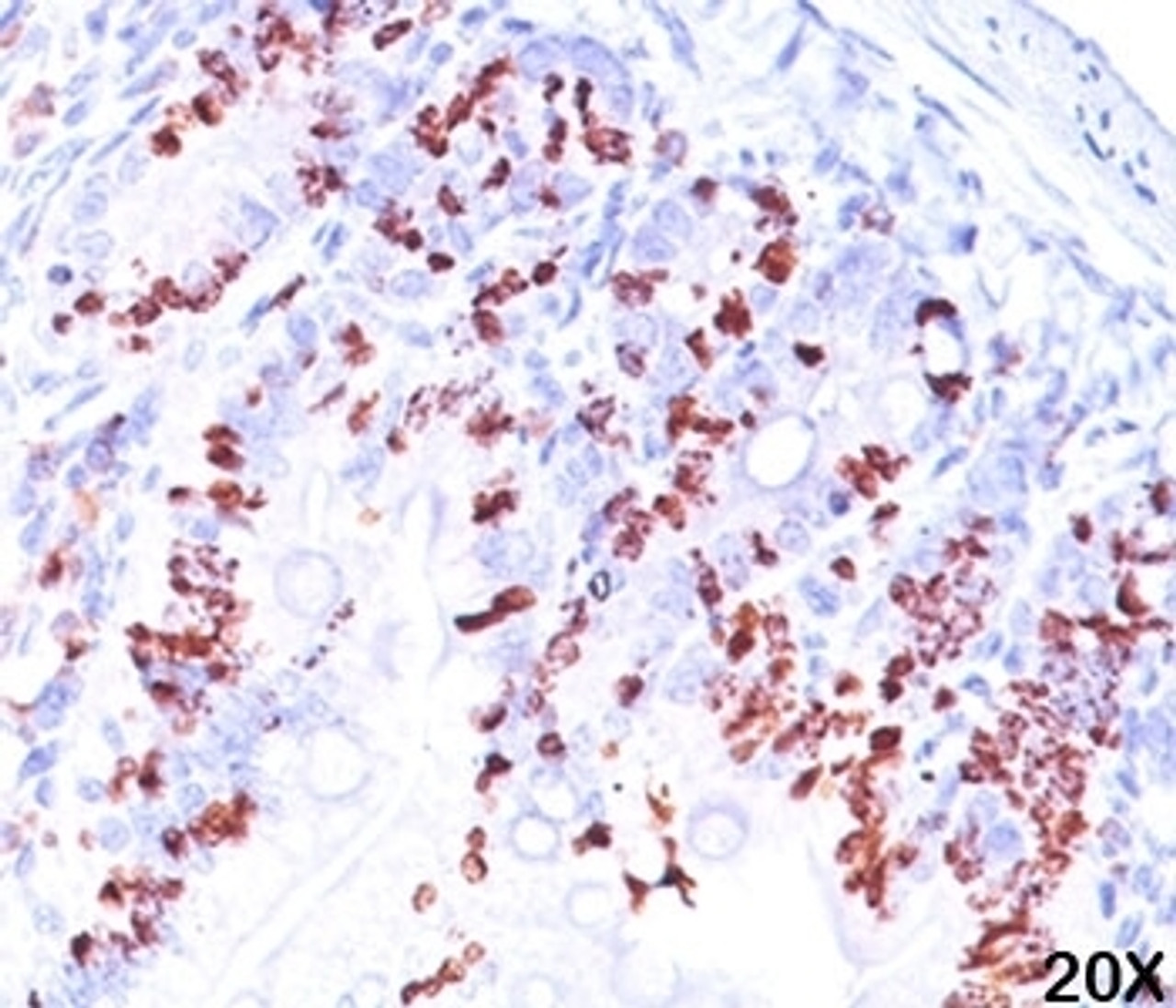 IHC staining of mouse intestine tissue (20X) with BrdU antibody (BRD469) .