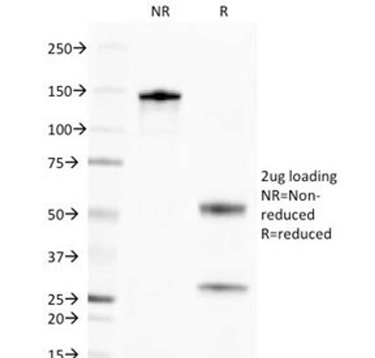 SDS-PAGE Analysis of Purified, BSA-Free Golgi Complex Antibody (clone 371-4) . Confirmation of Integrity and Purity of the Antibody.