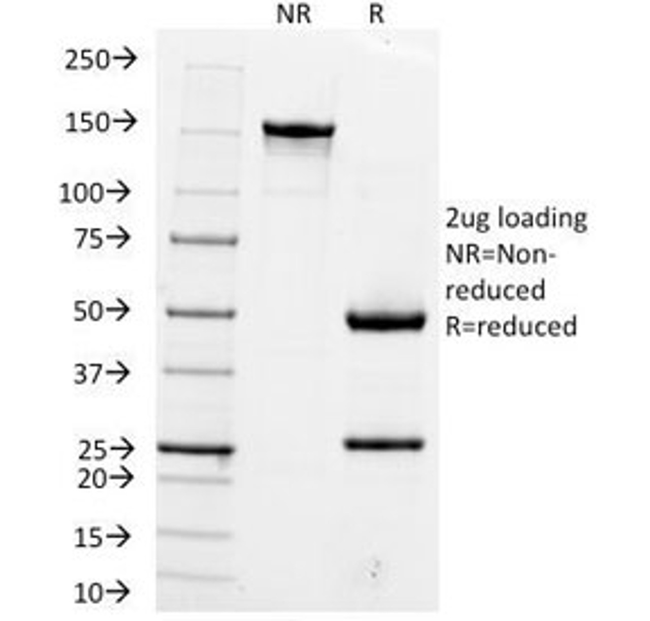 SDS-PAGE Analysis of Purified, BSA-Free Hep Par 1 Antibody (clone OCH1E5) . Confirmation of Integrity and Purity of the Antibody.