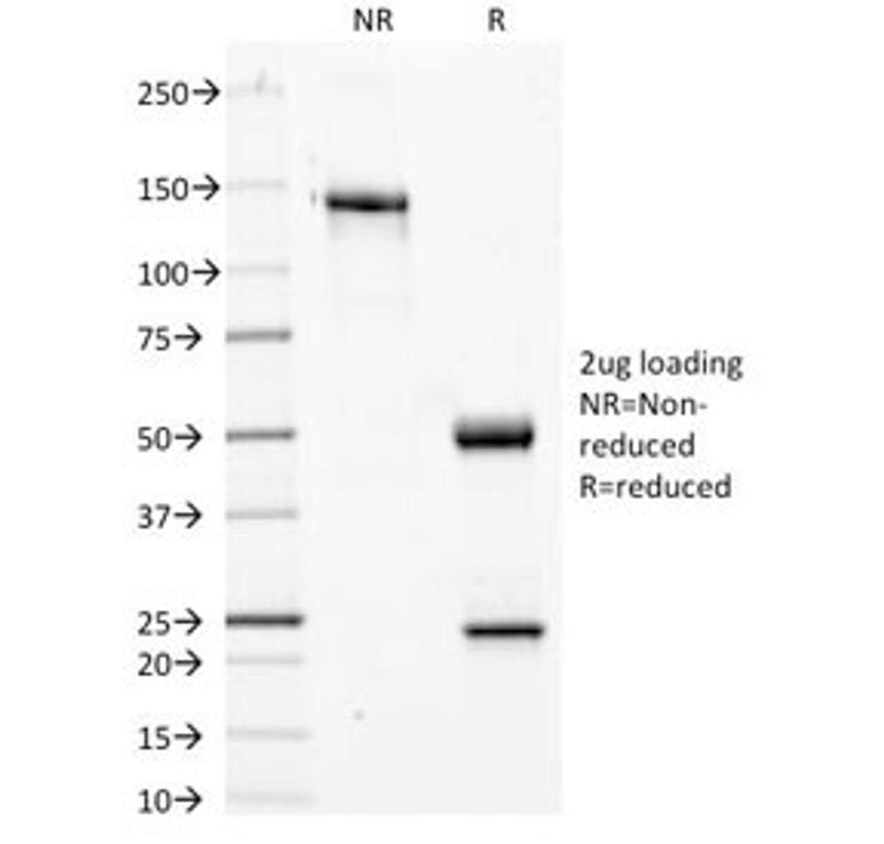 SDS-PAGE Analysis of Purified, BSA-Free Phosphotyrosine Antibody (clone PY20) . Confirmation of Integrity and Purity of the Antibody.