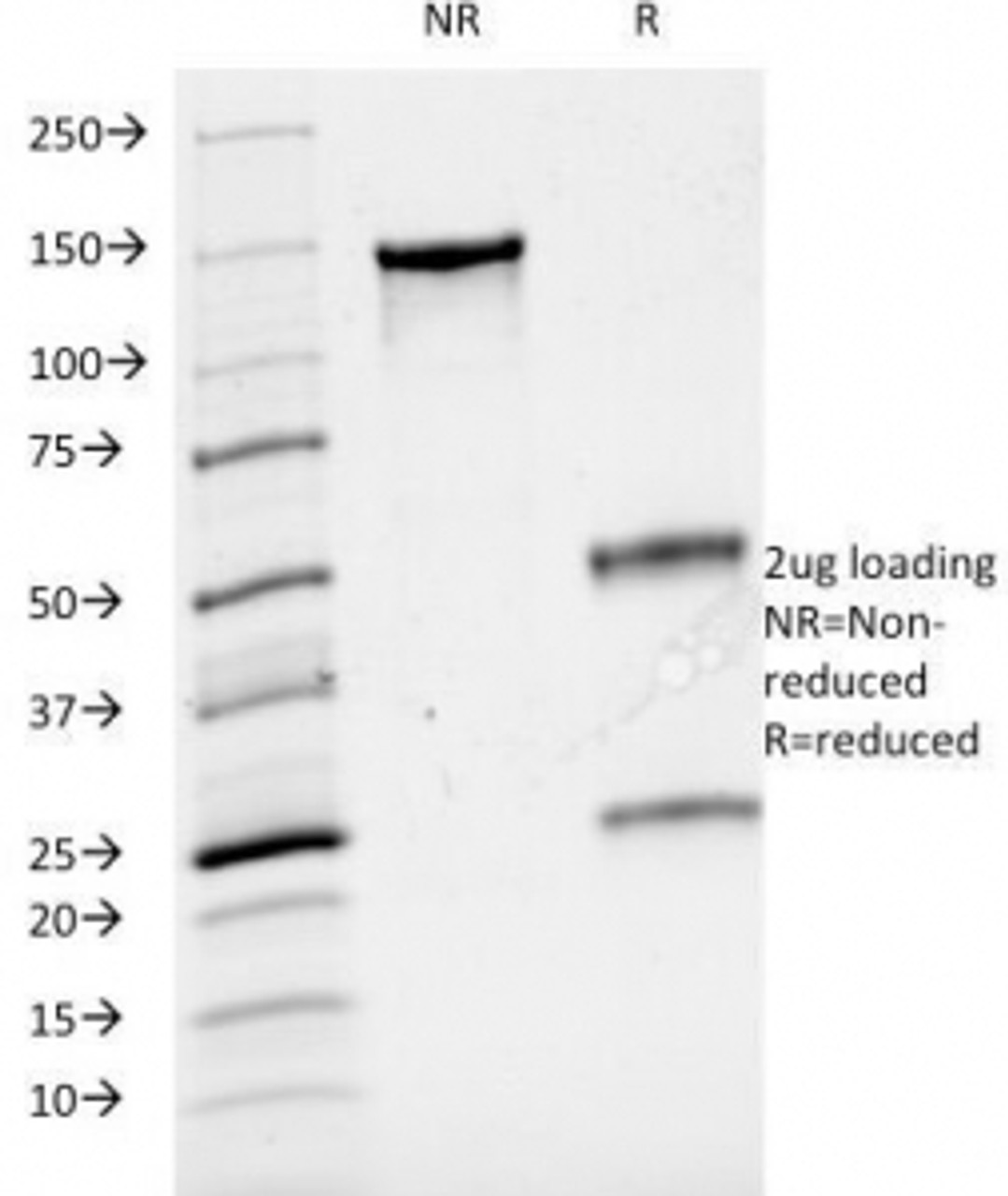 SDS-PAGE Analysis of Purified, BSA-Free CD3 Antibody (clone B-B12) . Confirmation of Integrity and Purity of the Antibody.