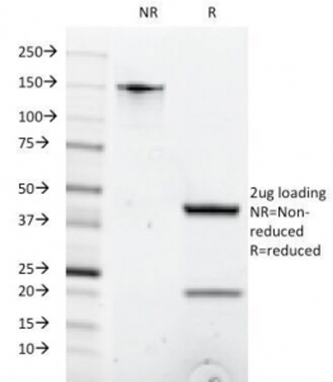 SDS-PAGE Analysis of Purified, BSA-Free Anti-CD8 Antibody (clone C8/1035) . Confirmation of Integrity and Purity of the Antibody.