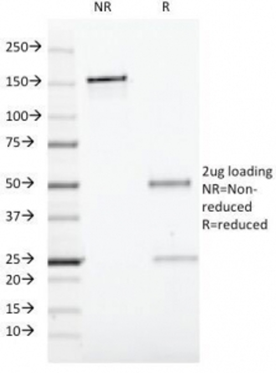 SDS-PAGE Analysis of Purified, BSA-Free CD19 Antibody (clone CVID3/429) . Confirmation of Integrity and Purity of the Antibody.