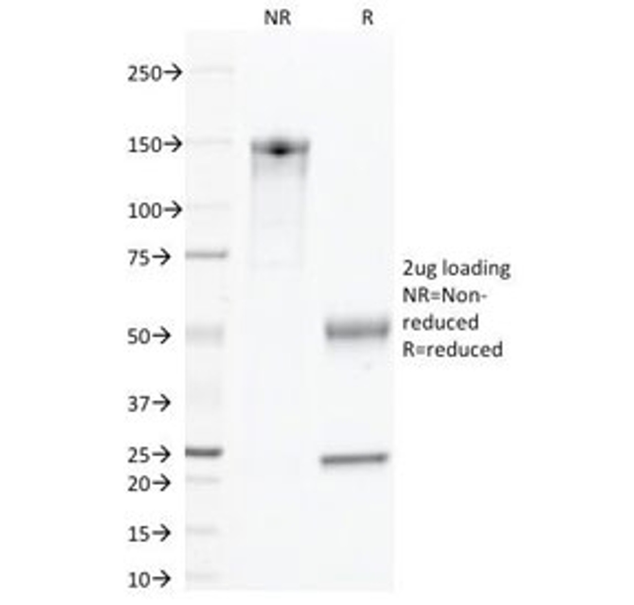 SDS-PAGE Analysis of Purified, BSA-Free CD45 Antibody (clone 135-4C5) . Confirmation of Integrity and Purity of the Antibody.