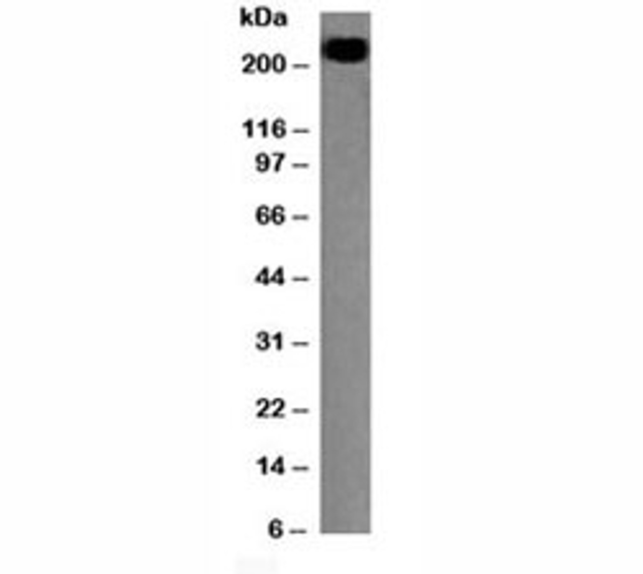 Western blot testing of CD45RB antibody and Daudi lysate