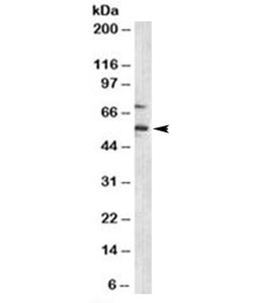 Western blot testing of human Jurkat cell lysate with p57 antibody (clone KP10) .