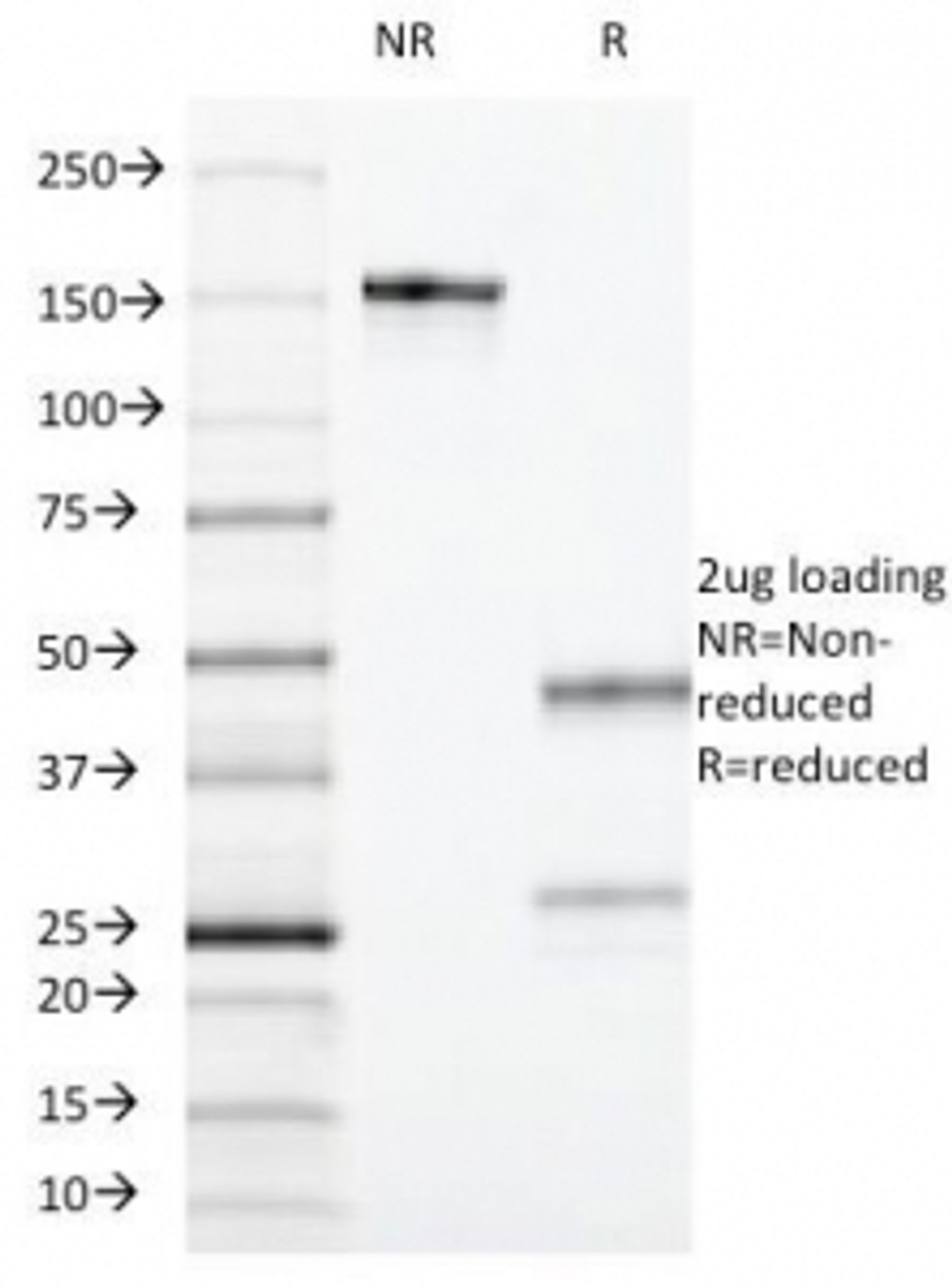 SDS-PAGE Analysis of Purified, BSA-Free CD55 Antibody (clone F4-29D9) . Confirmation of Integrity and Purity of the Antibody.