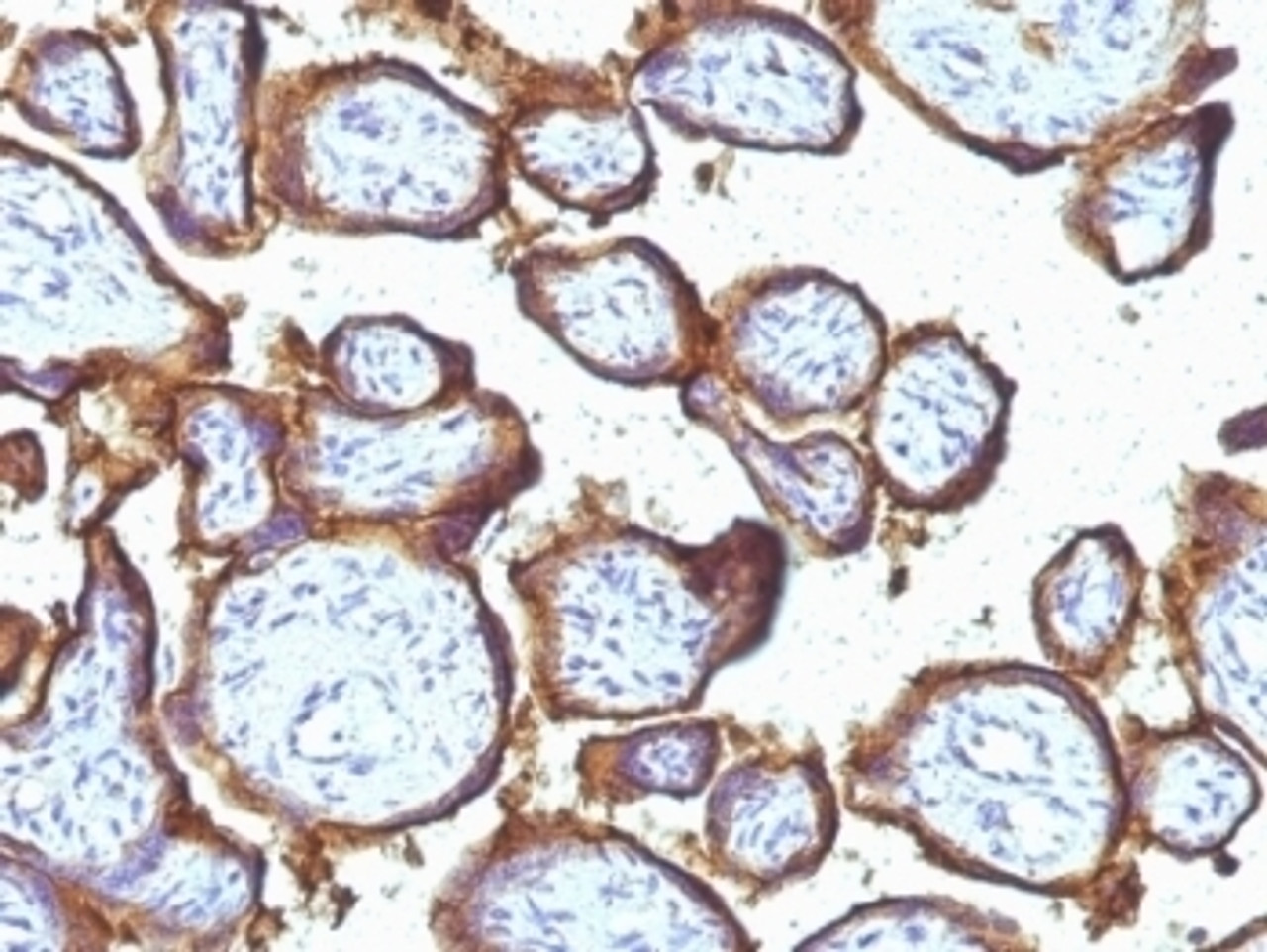 Formalin-fixed, paraffin-embedded human placenta stained with EGFR antibody (31G7) .