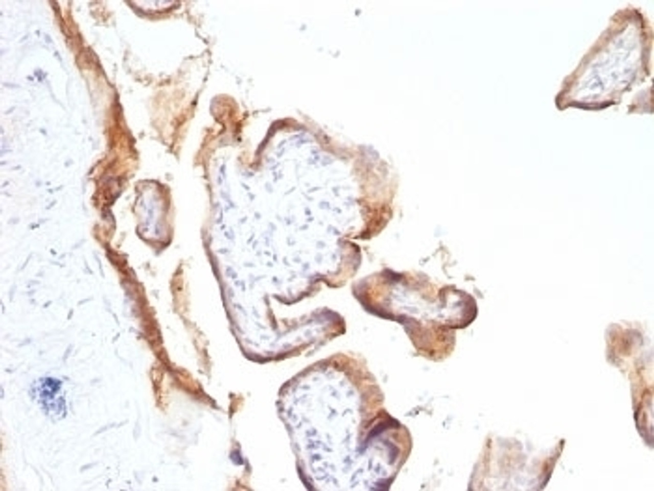 Formalin-fixed, paraffin-embedded human placenta stained with anti-EGFR antibody (SPM622) .