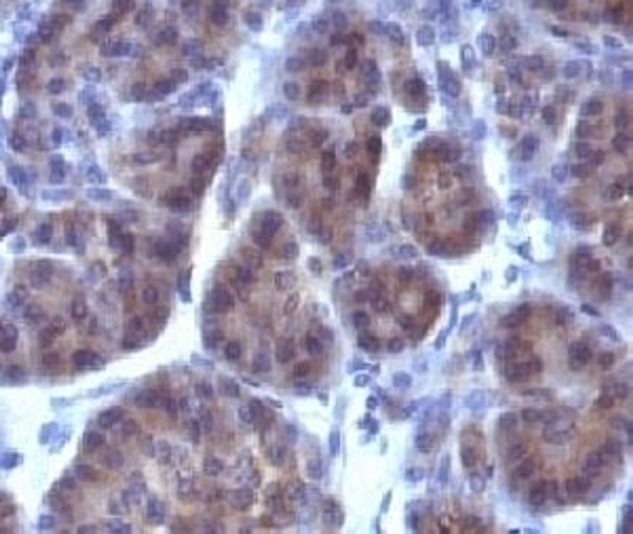 Formalin-fixed, paraffin-embedded human pancreas stained with Golgi Marker antibody (GLG1/970) .