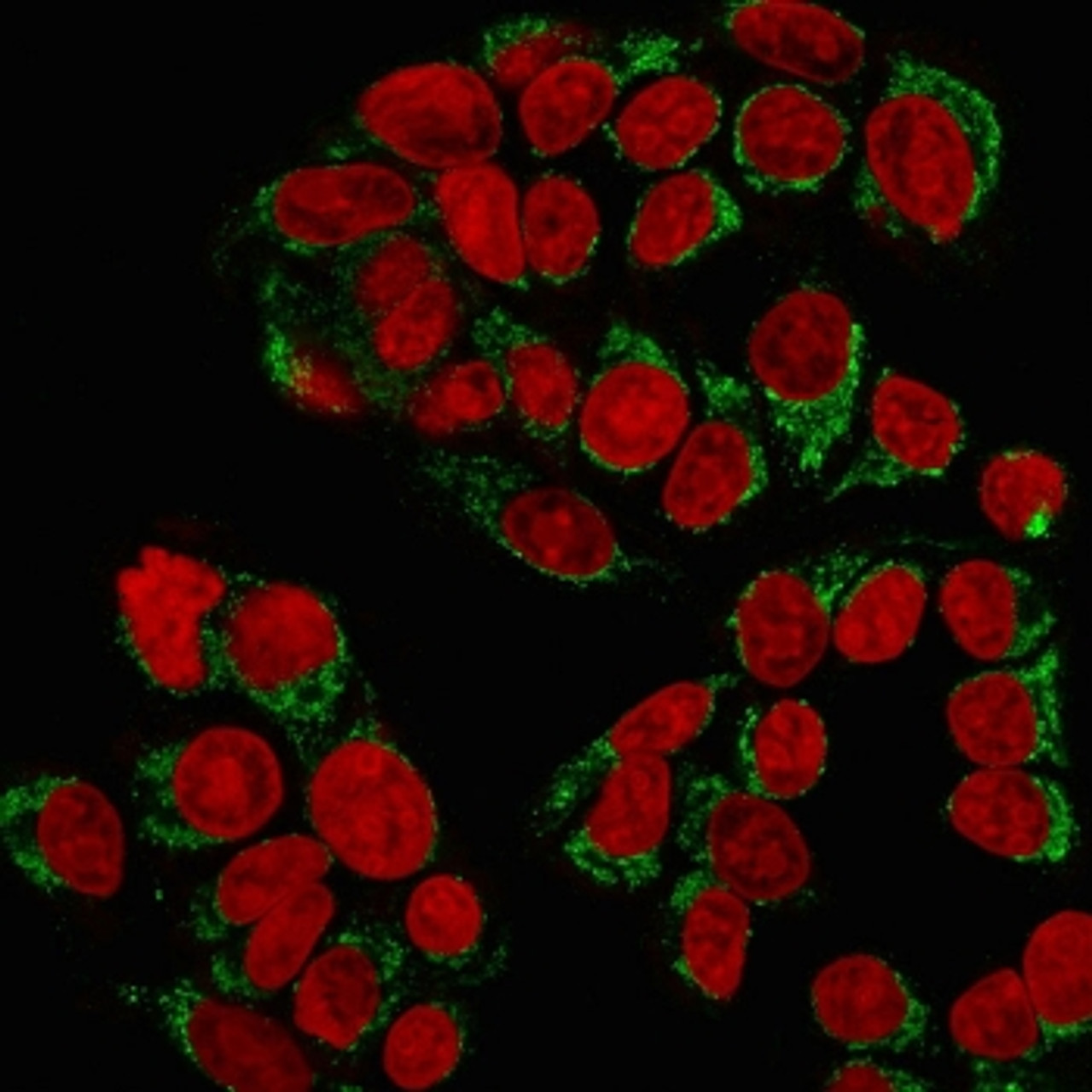 Immunofluorescent staining of MeOH-fixed human MCF7 cells with GnRH Receptor antibody (green) and Reddot nuclear stain (red) .