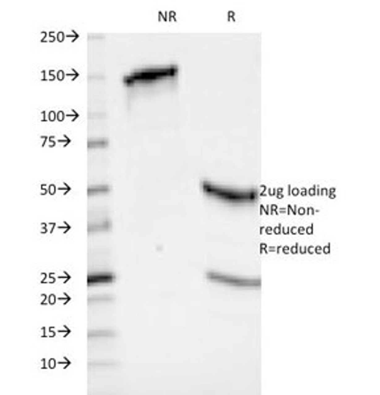 SDS-PAGE Analysis of Purified, BSA-Free HLA-ABC Antibody (clone 246-B8.E7) . Confirmation of Integrity and Purity of the Antibody.
