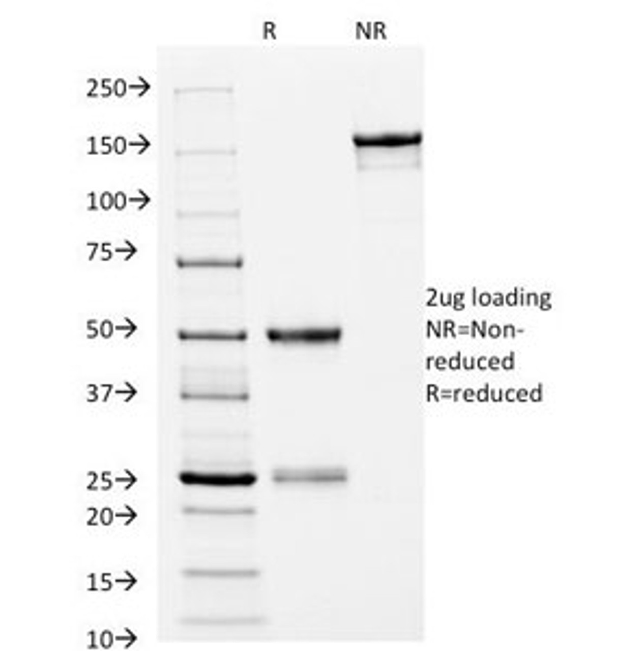 SDS-PAGE Analysis of Purified, BSA-Free HLA-DRB1 Antibody (clone L243) . Confirmation of Integrity and Purity of the Antibody.