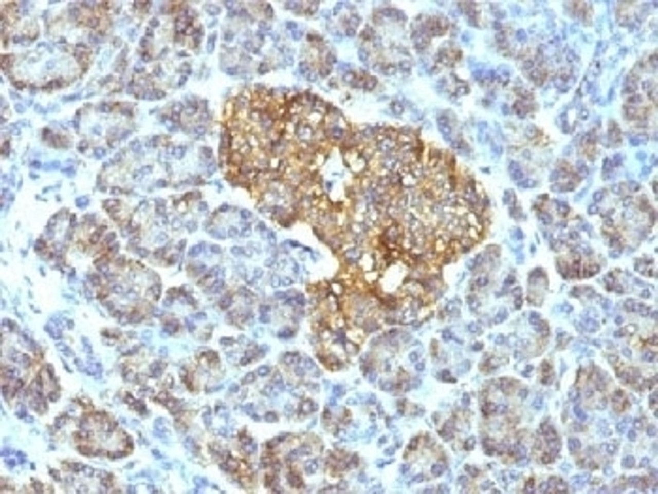 IHC testing of FFPE human pancreas with HSP60 antibody