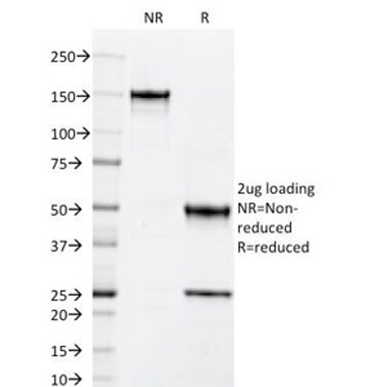 SDS-PAGE Analysis of Purified, BSA-Free ICAM-3 Antibody (clone 101-1D2) . Confirmation of Integrity and Purity of the Antibody.