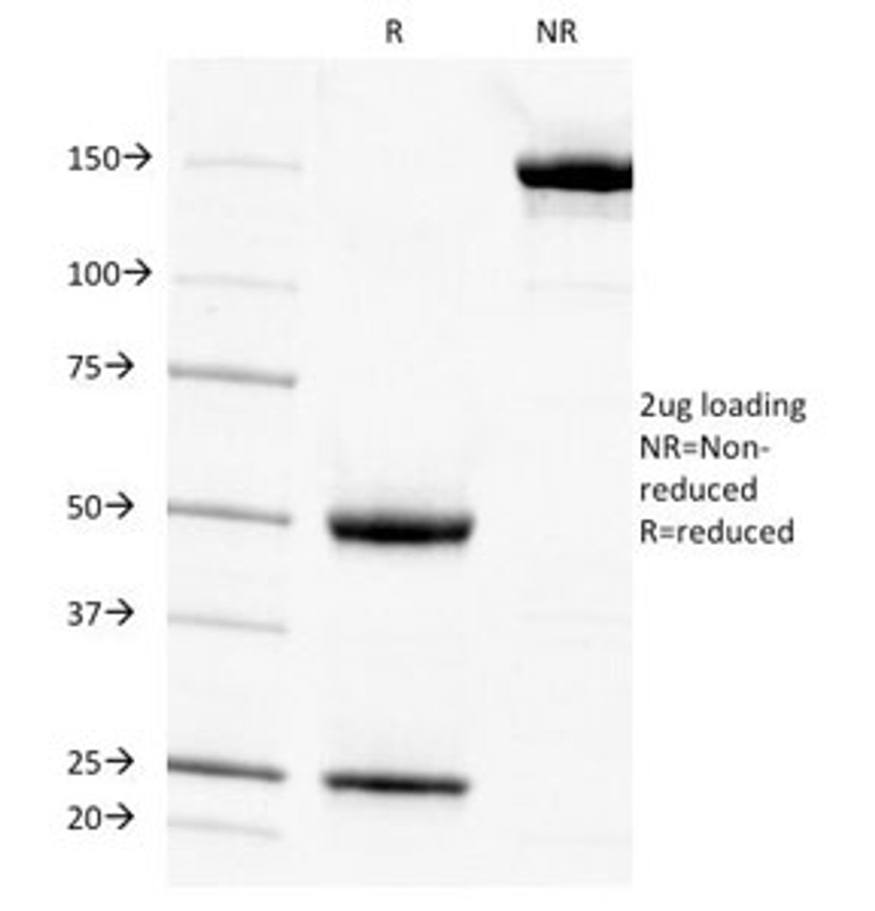 SDS-PAGE Analysis of Purified, BSA-Free Cytokeratin 7 Antibody (clone KRT7/903) . Confirmation of Integrity and Purity of the Antibody.
