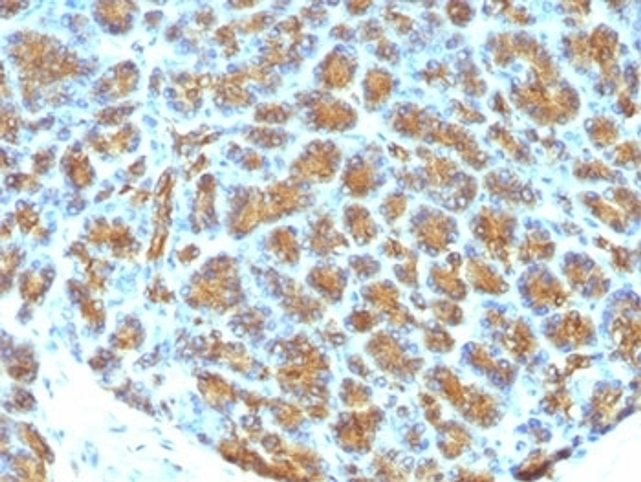 FFPE human pancreas tested with MFGE8 antibody (MFG-06)