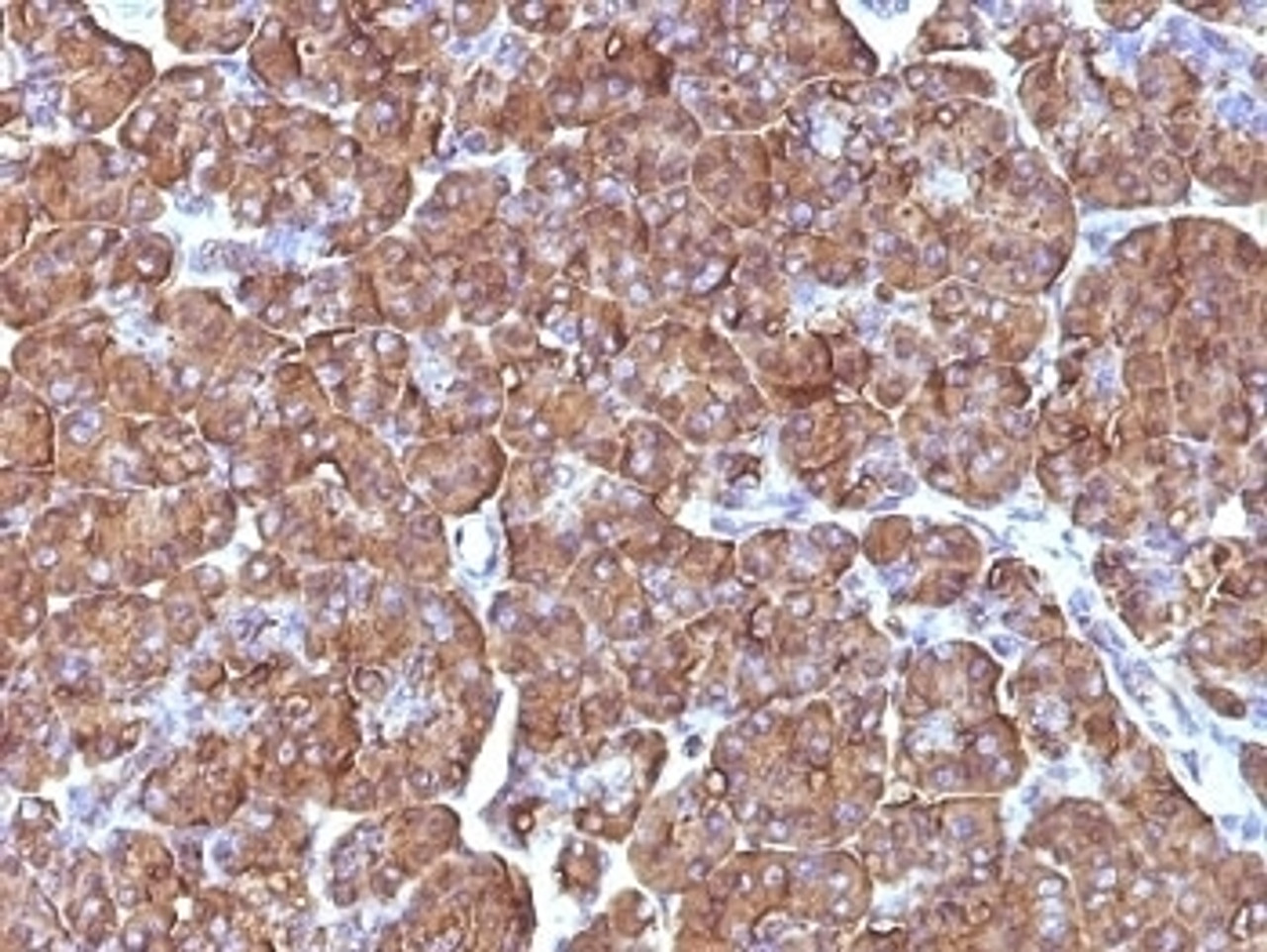 Formalin-fixed, paraffin-embedded human pancreas stained with ODC antibody (ODC1/486)