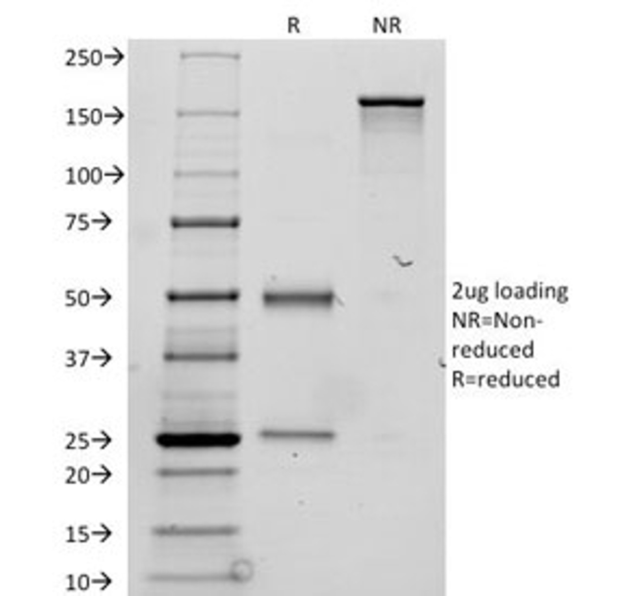 SDS-PAGE Analysis of Purified, BSA-Free TG Antibody (clone TGB24) . Confirmation of Integrity and Purity of the Antibody.
