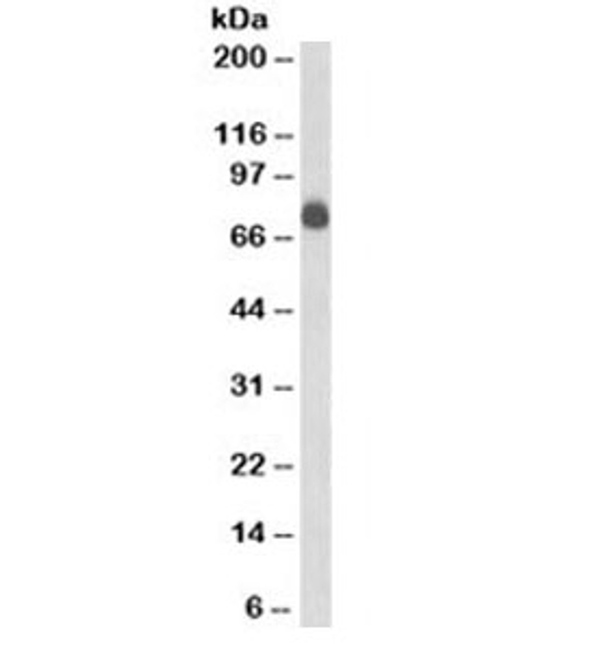 SDS-PAGE Analysis of Purified, BSA-Free CD84 Antibody (clone 152-1D5) . Confirmation of Integrity and Purity of the Antibody.