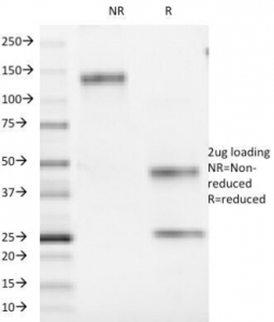 SDS-PAGE Analysis of Purified, BSA-Free CD1a Antibody (clone 66IIC7) . Confirmation of Integrity and Purity of the Antibody.