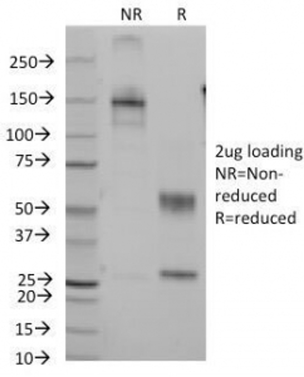 SDS-PAGE Analysis of Purified, BSA-Free CD7 Antibody (clone B-F12) . Confirmation of Integrity and Purity of the Antibody.