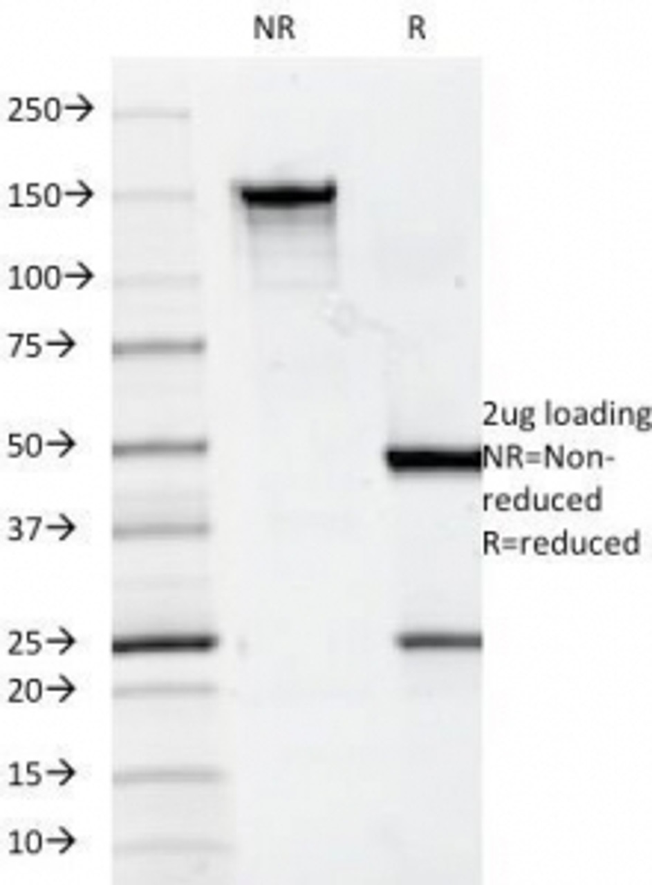 SDS-PAGE Analysis of Purified, BSA-Free CD7 Antibody (clone 124-1D1) . Confirmation of Integrity and Purity of the Antibody.