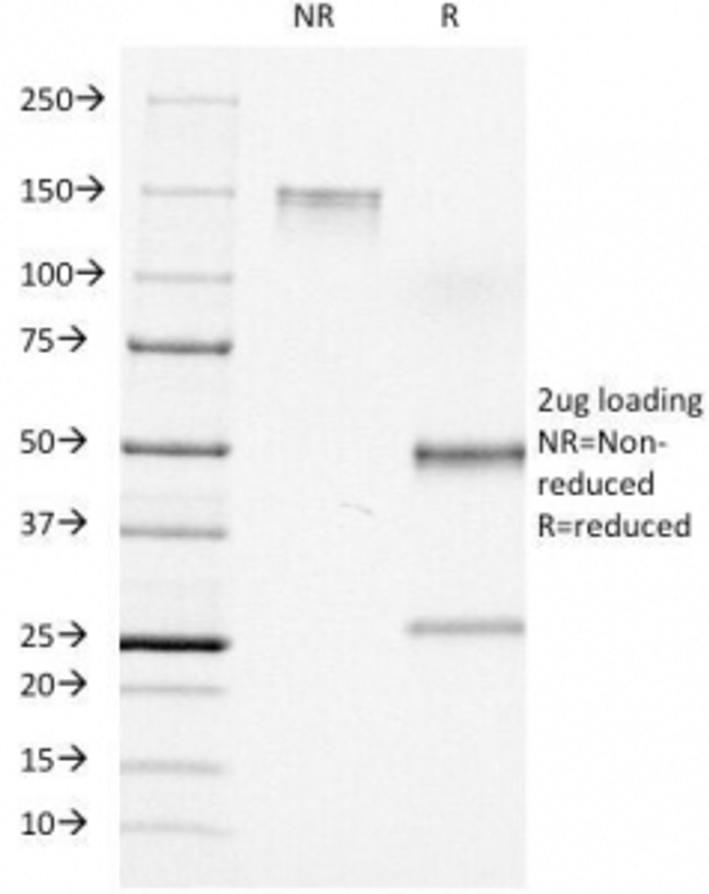 SDS-PAGE Analysis of Purified, BSA-Free CD7 Antibody (clone C7/511) . Confirmation of Integrity and Purity of the Antibody.