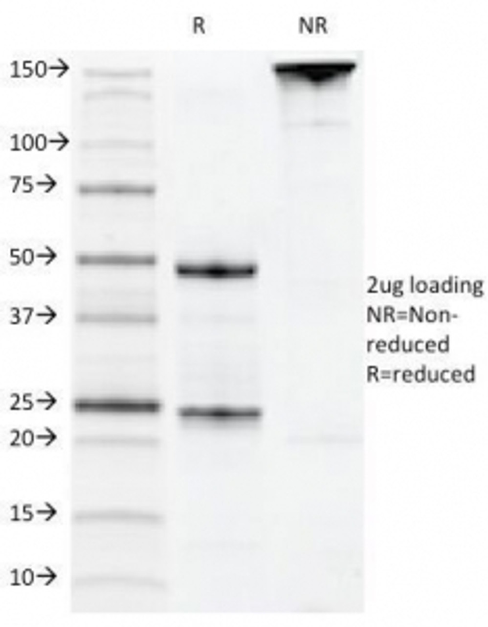 SDS-PAGE Analysis of Purified, BSA-Free CD22 Antibody (clone MYG13) . Confirmation of Integrity and Purity of the Antibody.