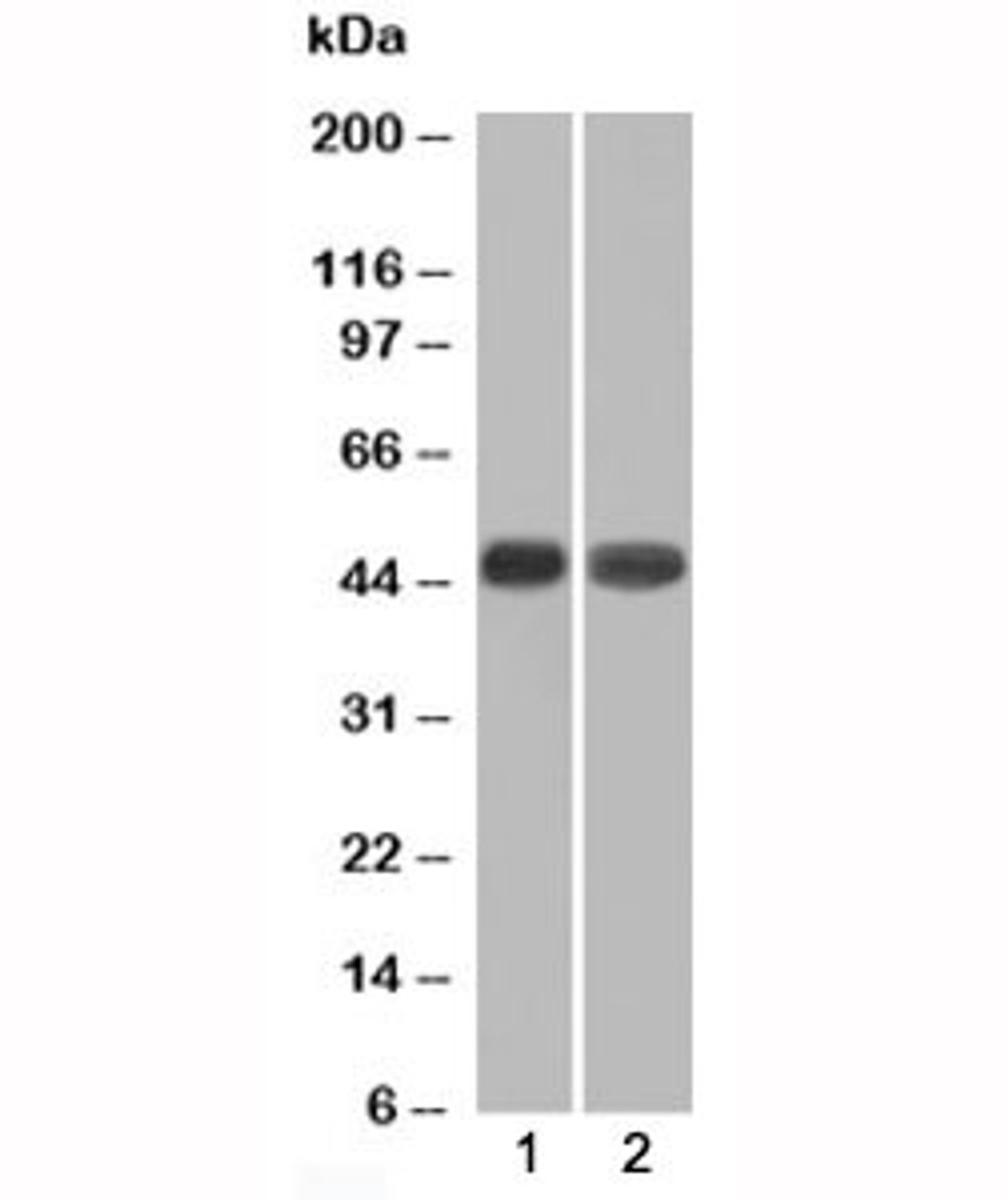 Western blot of 1) K562 and 2) HEK293 cell lysates using Napsin-A antibody (NAPSA/1239)