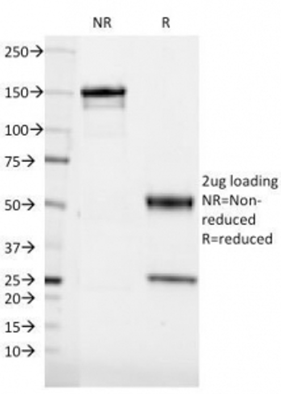 SDS-PAGE Analysis of Purified, BSA-Free CD36 Antibody (clone 185-1G2) . Confirmation of Integrity and Purity of the Antibody.
