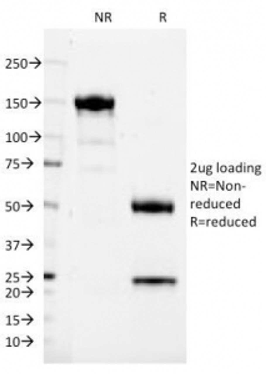 SDS-PAGE Analysis of Purified, BSA-Free CD37 Antibody (clone IPO-24) . Confirmation of Integrity and Purity of the Antibody.