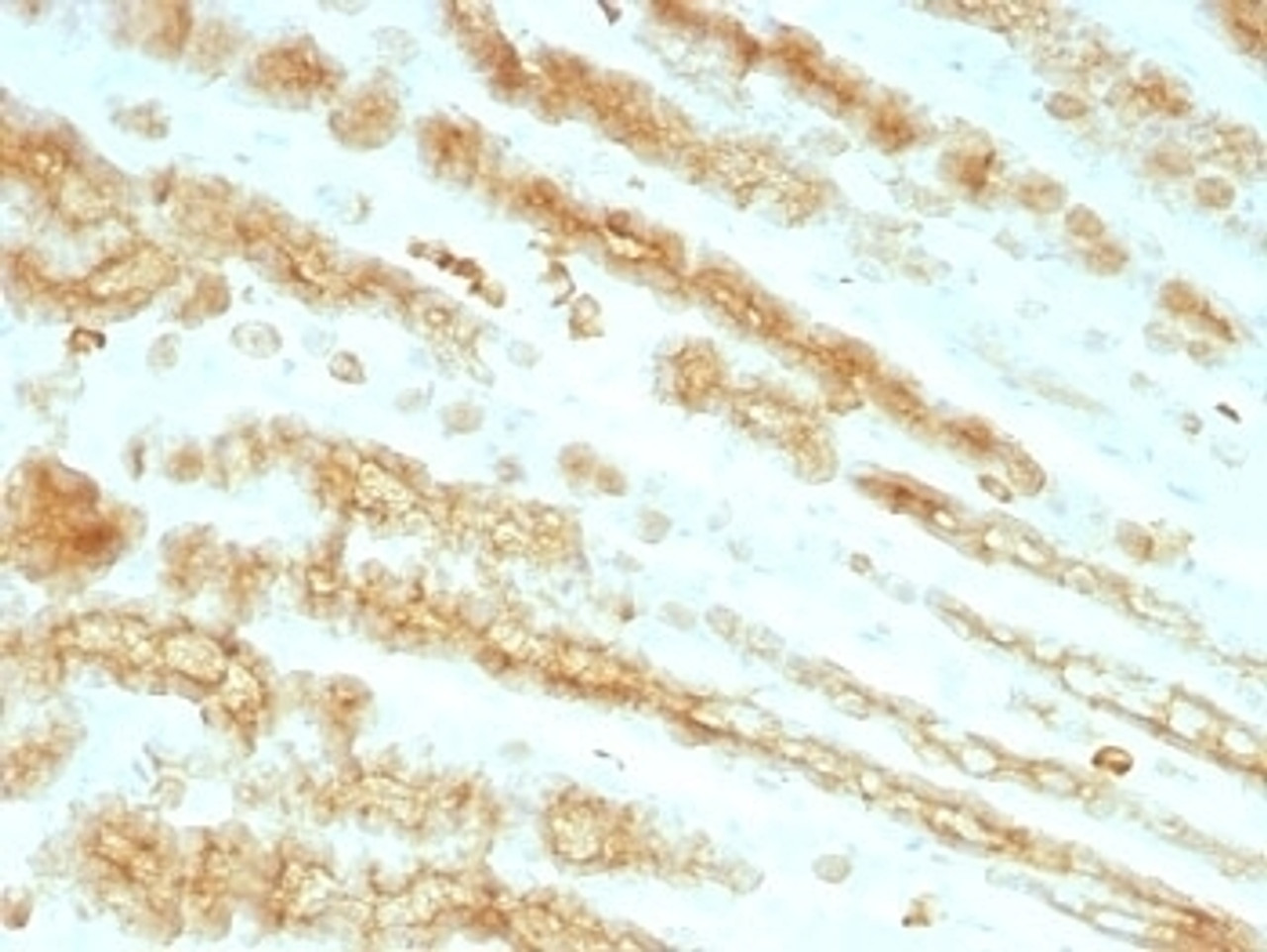 Formalin paraffin rat stomach stained with pan Cytokeratin antibody cocktail (KRTL/1077 + KRTH/1076) .