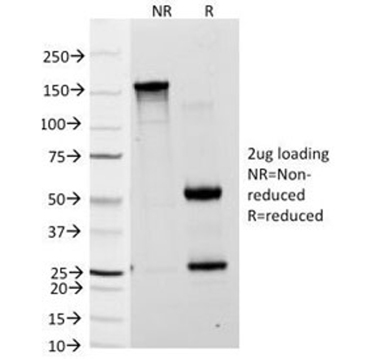 SDS-PAGE Analysis of Purified, BSA-Free Blood Group Lewis a Antibody (clone 7LE) . Confirmation of Integrity and Purity of the Antibody.