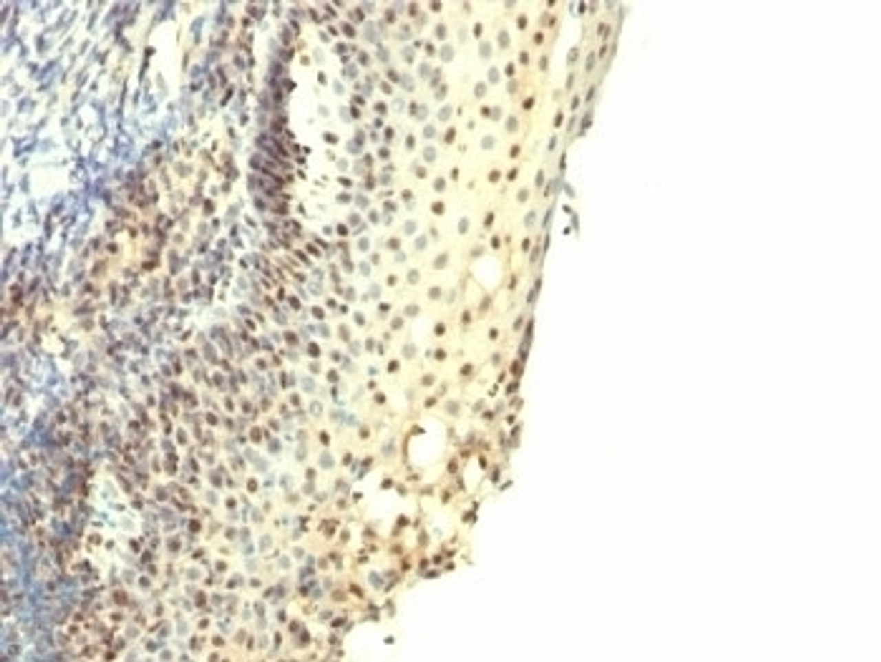 Formalin-fixed, paraffin-embedded human tonsil stained with IPO-38 antibody.