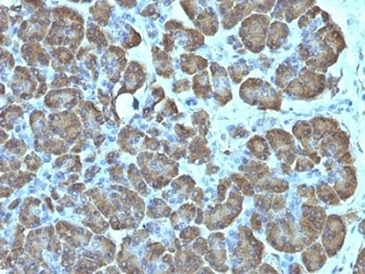 Formalin-fixed, paraffin-embedded human pancreas stained with anti-Mitochondria antibody (SPM198) .