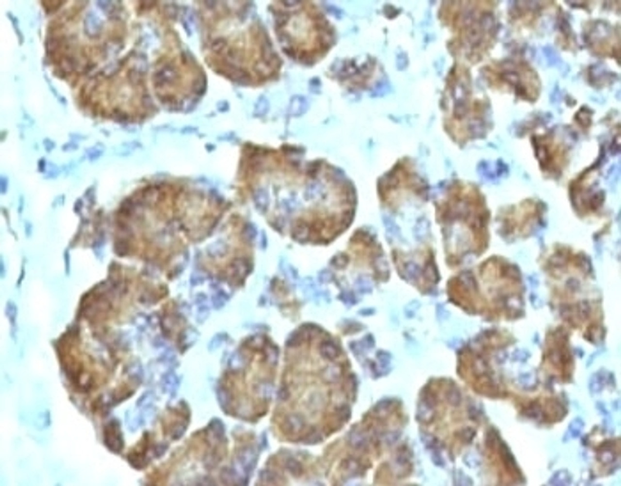 Formalin-fixed, paraffin-embedded human pancreas stained with anti-Mitochondria antibody (SPM198) .