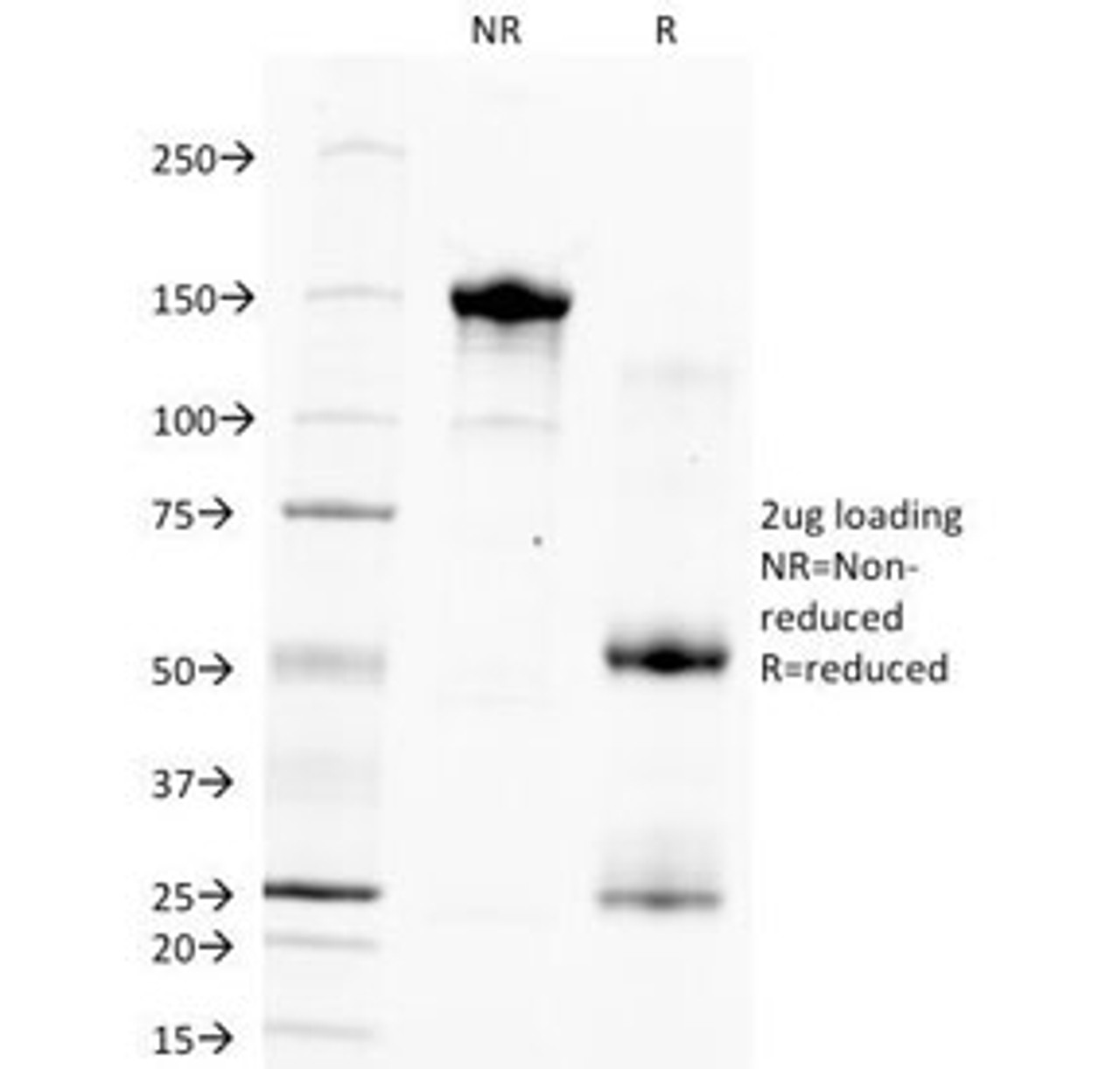 SDS-PAGE Analysis of Purified, BSA-Free Hepatocyte Specific Antigen Antibody (clone HSA133) . Confirmation of Integrity and Purity of the Antibody.