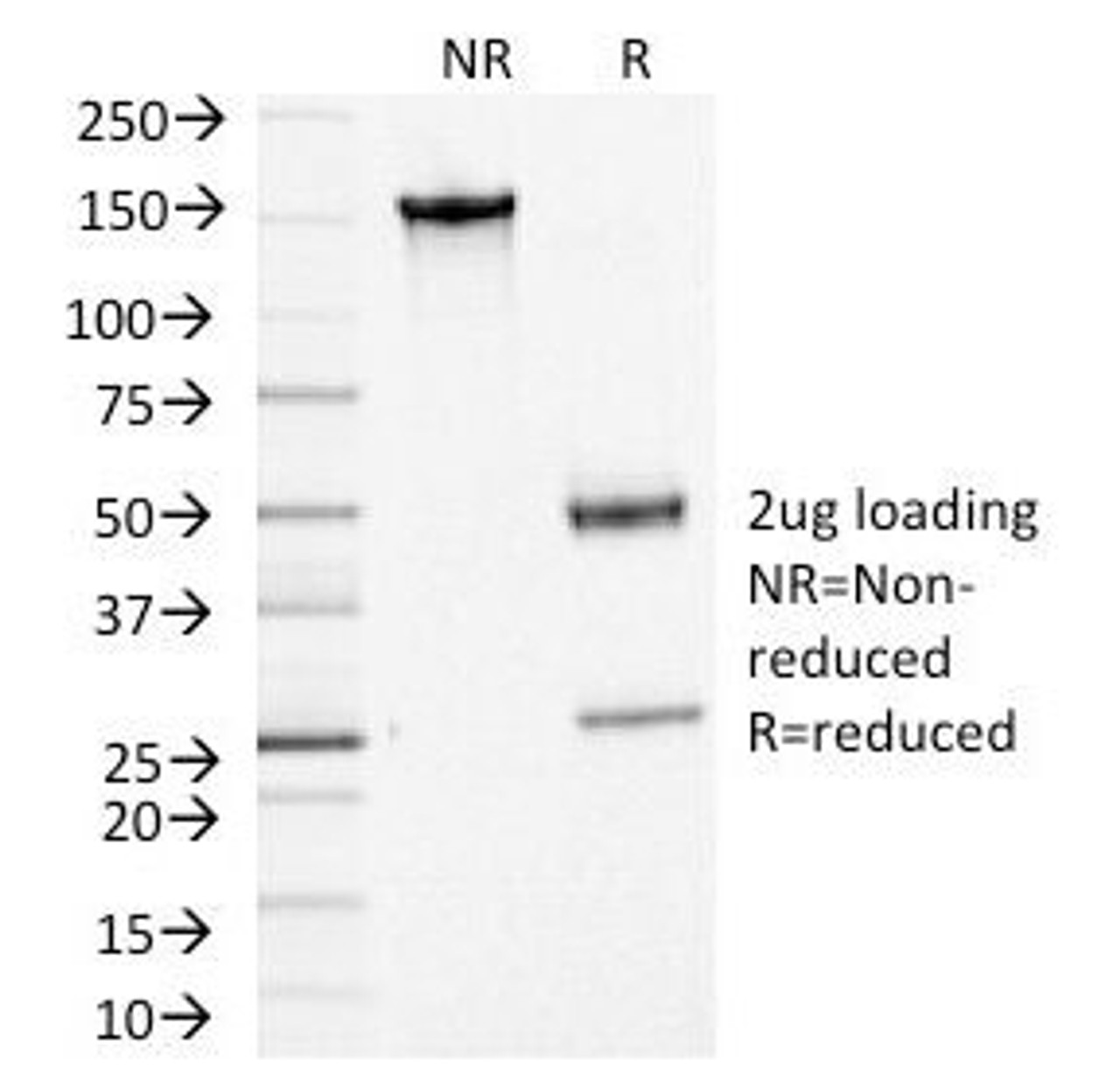 SDS-PAGE Analysis of Purified, BSA-Free ACTH Antibody (clone CLIP/1449) . Confirmation of Integrity and Purity of the Antibody.