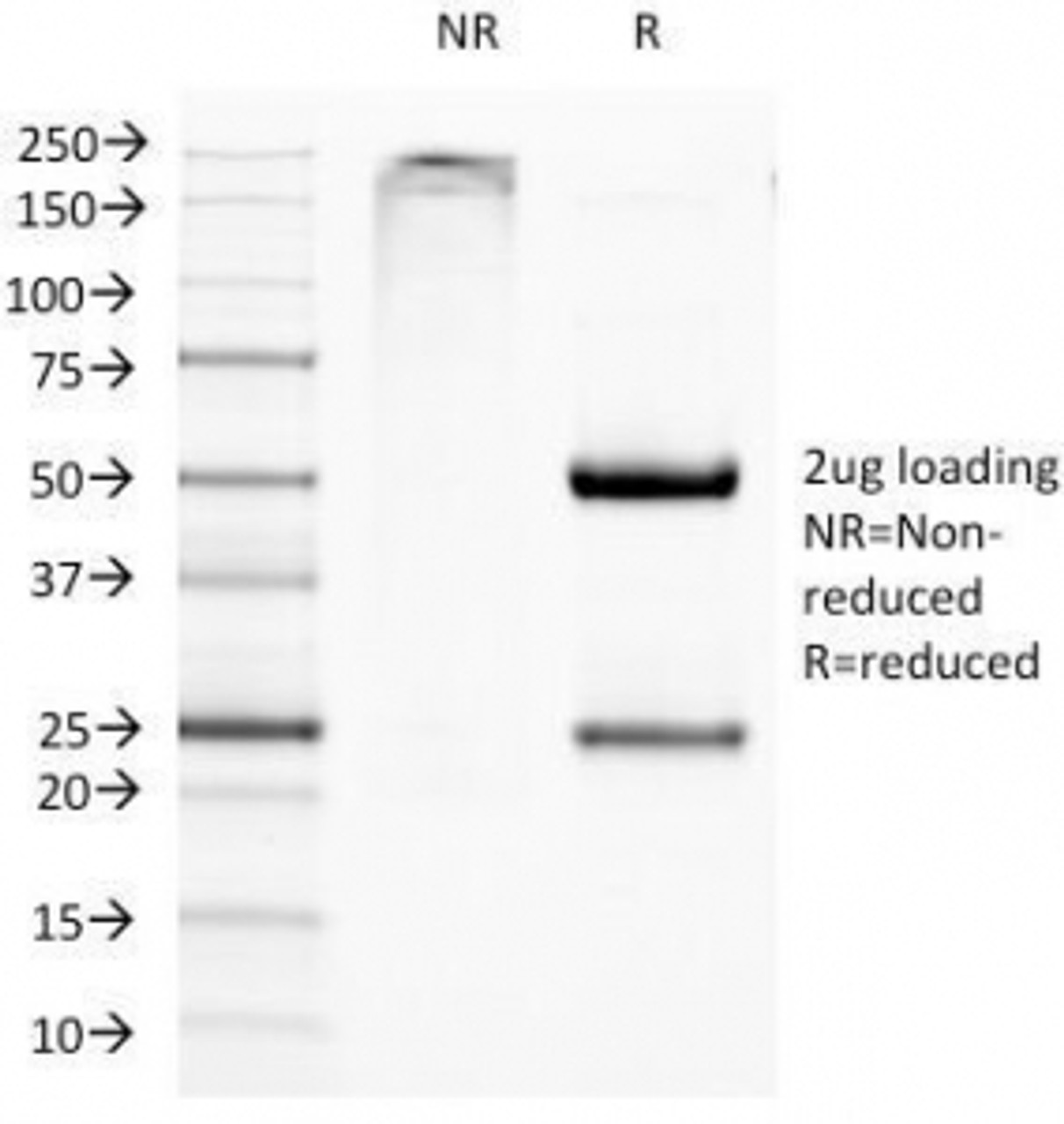 SDS-PAGE Analysis of Purified, BSA-Free CD11c Antibody (clone ITGAX/1284) . Confirmation of Integrity and Purity of the Antibody.