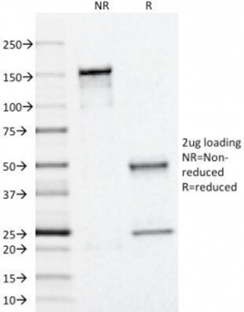 SDS-PAGE Analysis of Purified, BSA-Free Perilipin 2 Antibody (clone ADFP/1366) . Confirmation of Integrity and Purity of the Antibody.