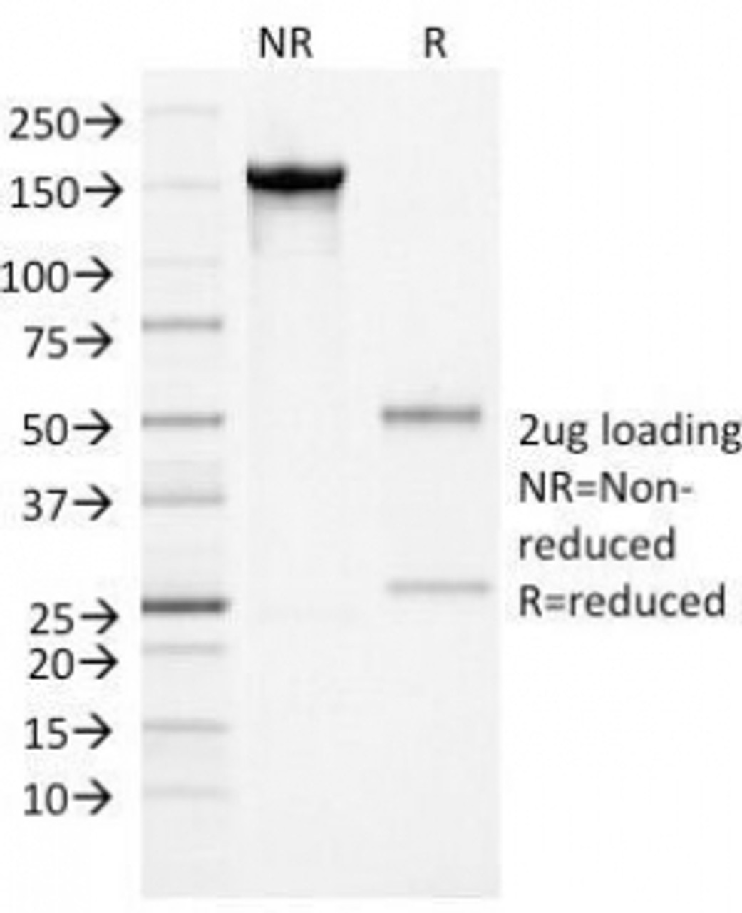 SDS-PAGE Analysis of Purified, BSA-Free Alpha-1-Antichymotrypsin Antibody (clone AACT/1452) . Confirmation of Integrity and Purity of the Antibody.