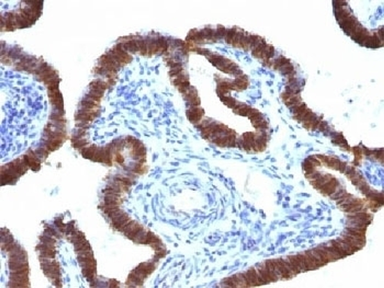 IHC testing of FFPE human fallopian tube with ASRGL1 antibody (clone CRASH/1289) . Required HIER: steam sections in 10mM Tris with 1mM EDTA, pH9, for 10-20 min.